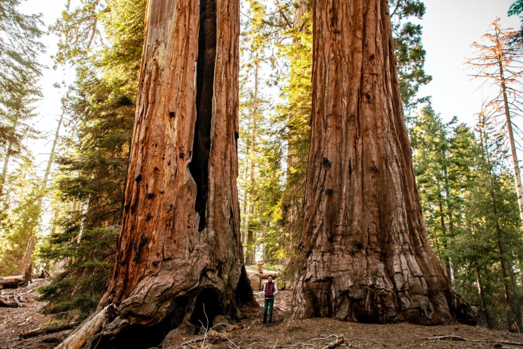 Gezinsreis Amerika Sequoia bomen